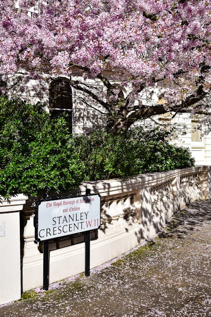 A photograph of a street scene featuring a large, vibrant cherry blossom tree in full bloom with clusters of light pink flowers covering its branches, which extend horizontally across the image. Beneath the tree, there are lush, dark green shrubs with a glossy texture, planted along a cream-colored stone boundary wall that runs parallel to the sidewalk. The wall casts soft shadows on the pavement, indicating bright natural lighting. A street sign in the foreground, mounted on black metal posts, displays the name